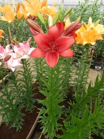 [4084 Armandale VZ No01.JPG]